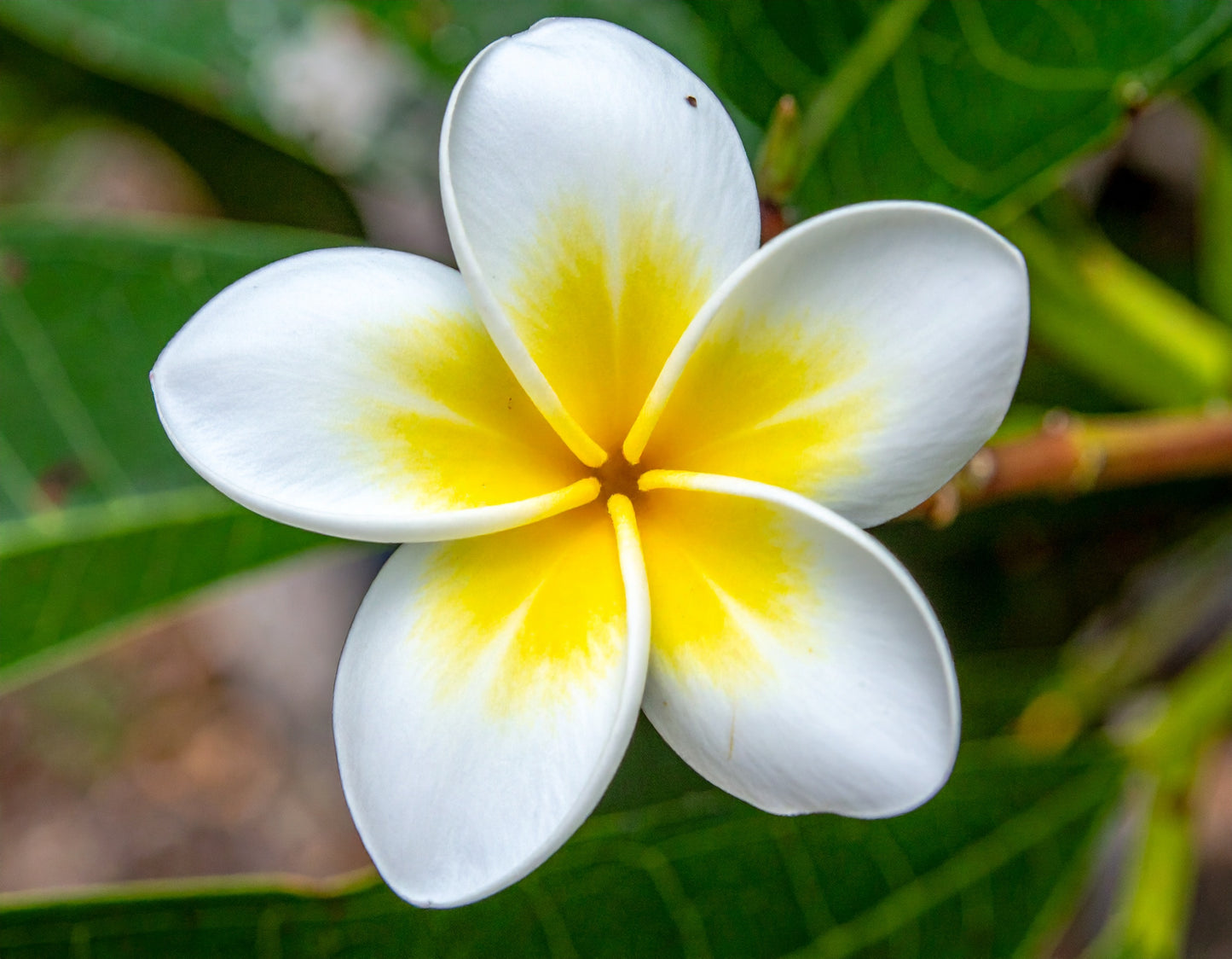 Natural Frangipani Flower Extract